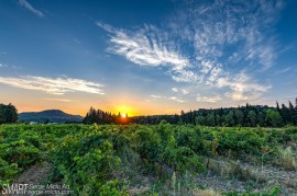 vendanges-sonnailler 2016