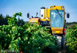 vendanges 16
